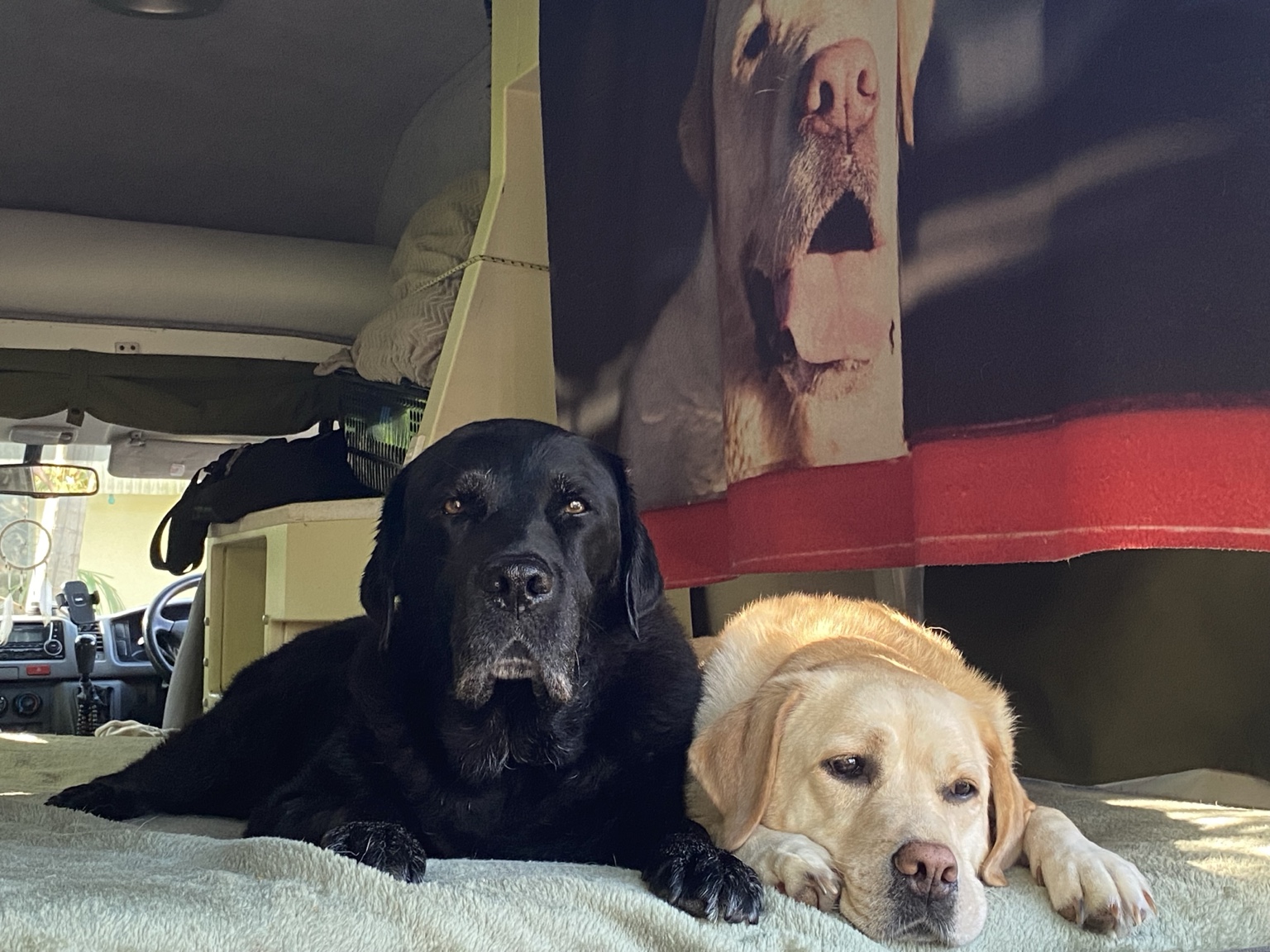 Sage and Loki resting together