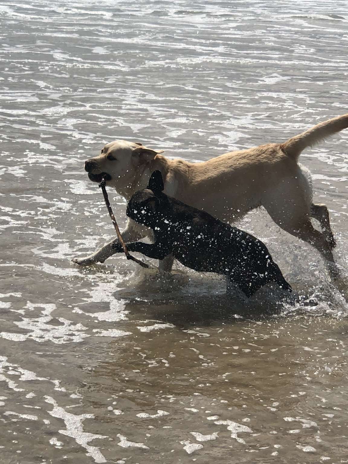 Dogs playing together in the surf