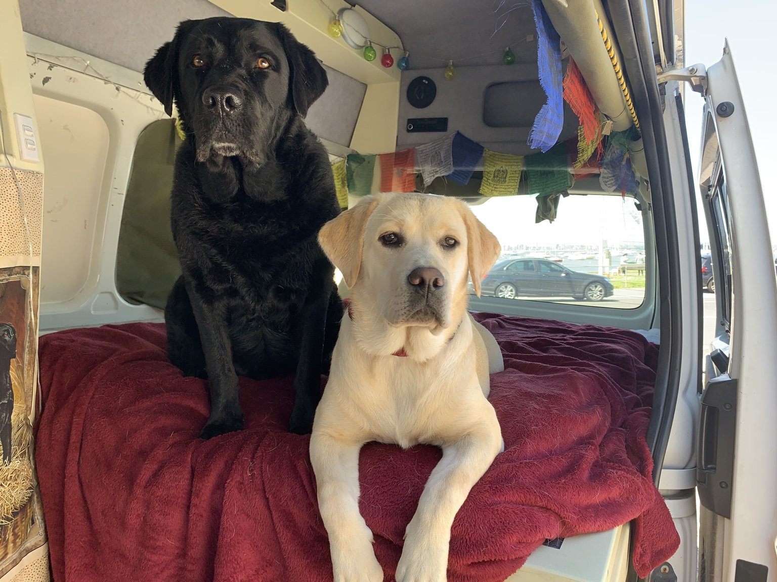 Sage and Loki relaxing in the van
