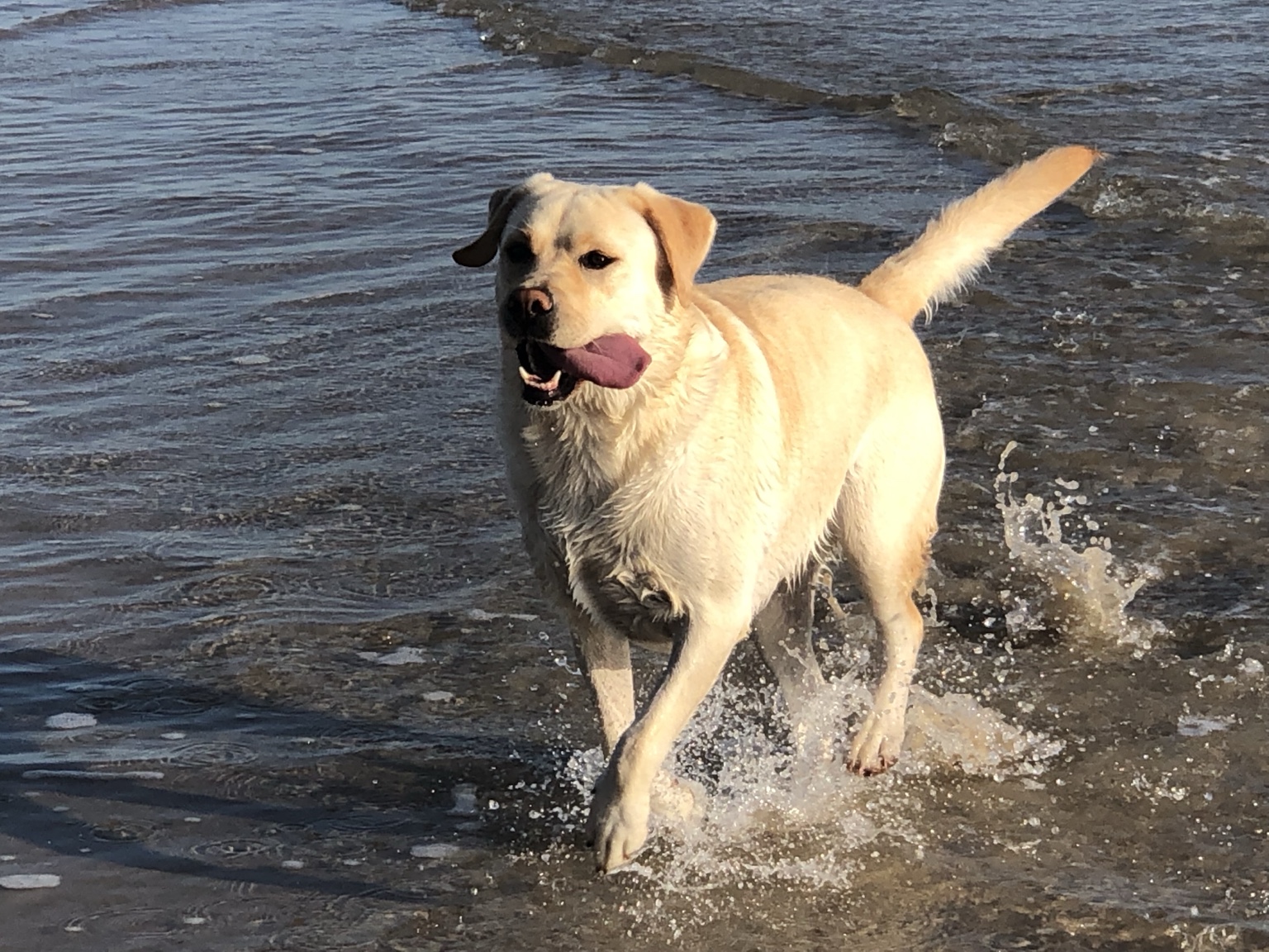 Labrador running through shallow water