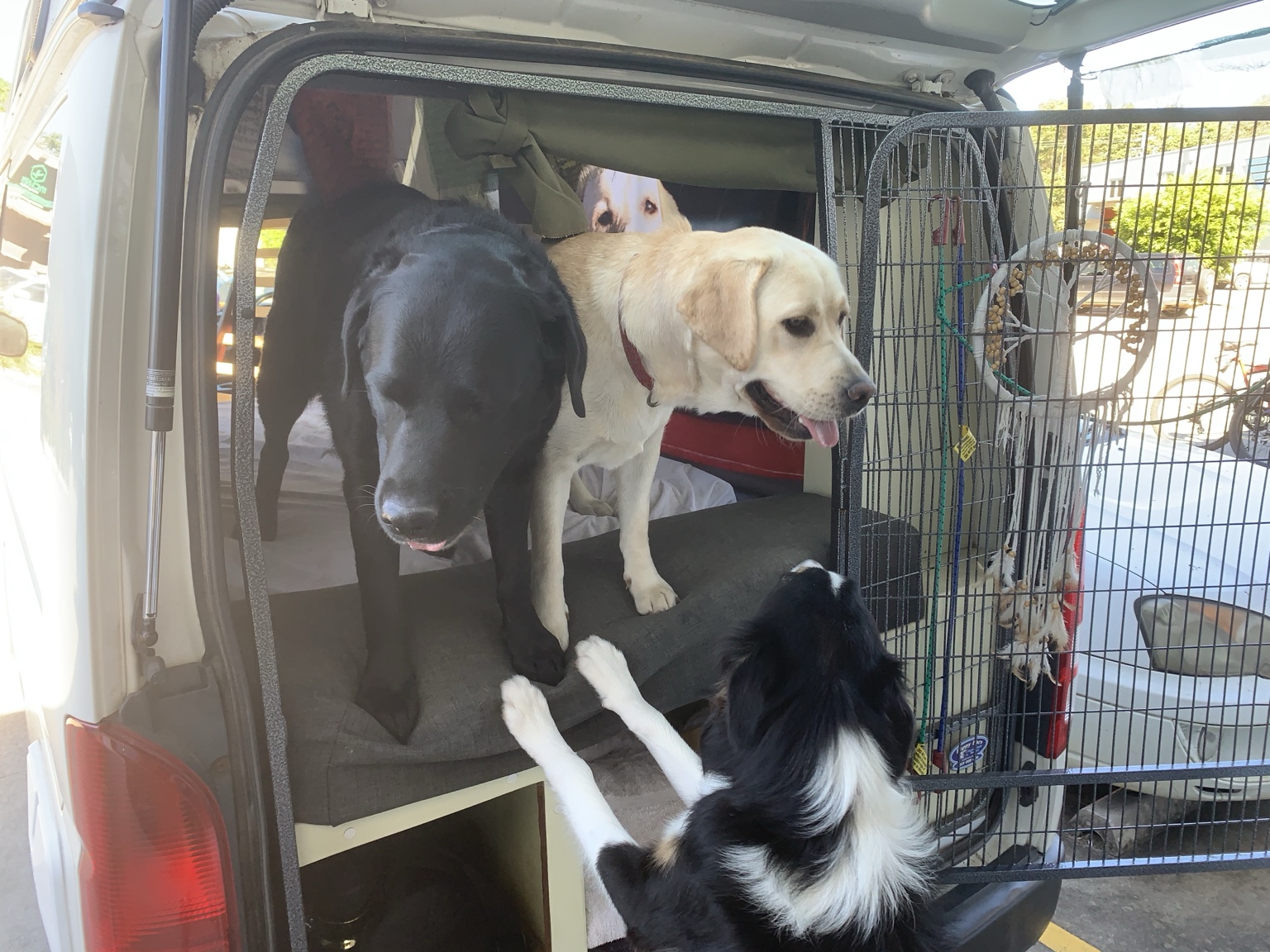 Dogs greeting a friend at the van