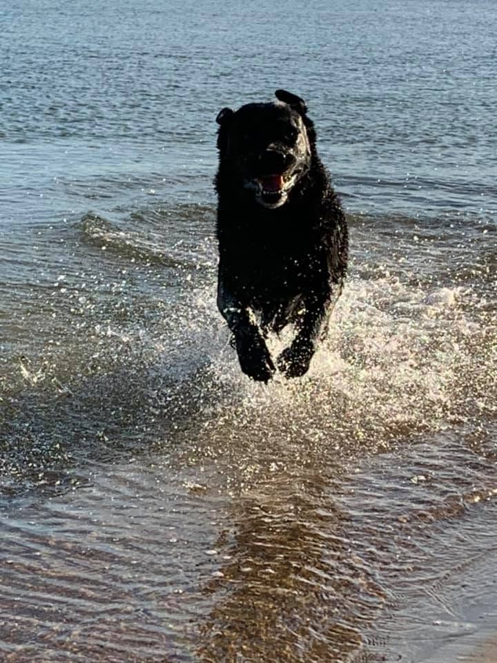 Black Labrador running through shallow water