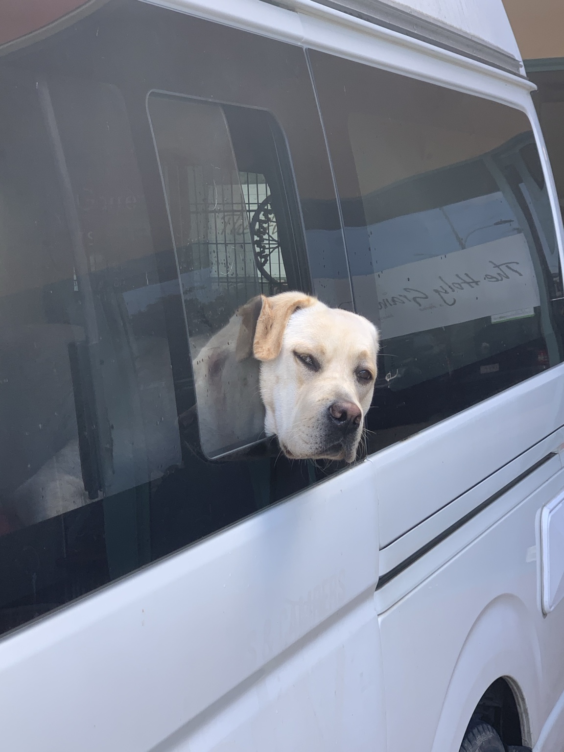 Happy dog looking from the van window